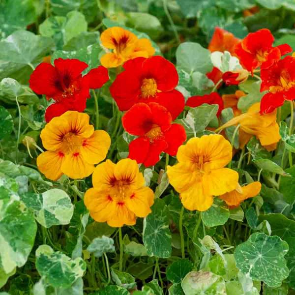 Fleurs - Capucine Alaska Variée - face recto